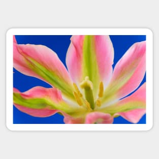 Tulipa  &#39;Virichic&#39;    Viridiflora Group Tulip Sticker